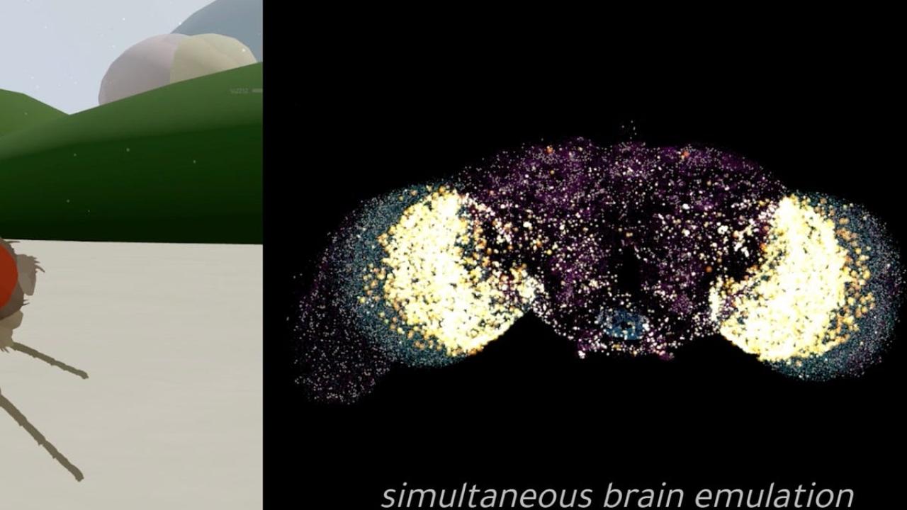 A Fruit Fly Brain Just Got a Body (Sort Of)